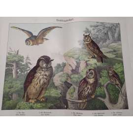 Noční dravci - Výr velký, Kalous ušatý, Puštík obecný, Sova pálená, Sýček obecný