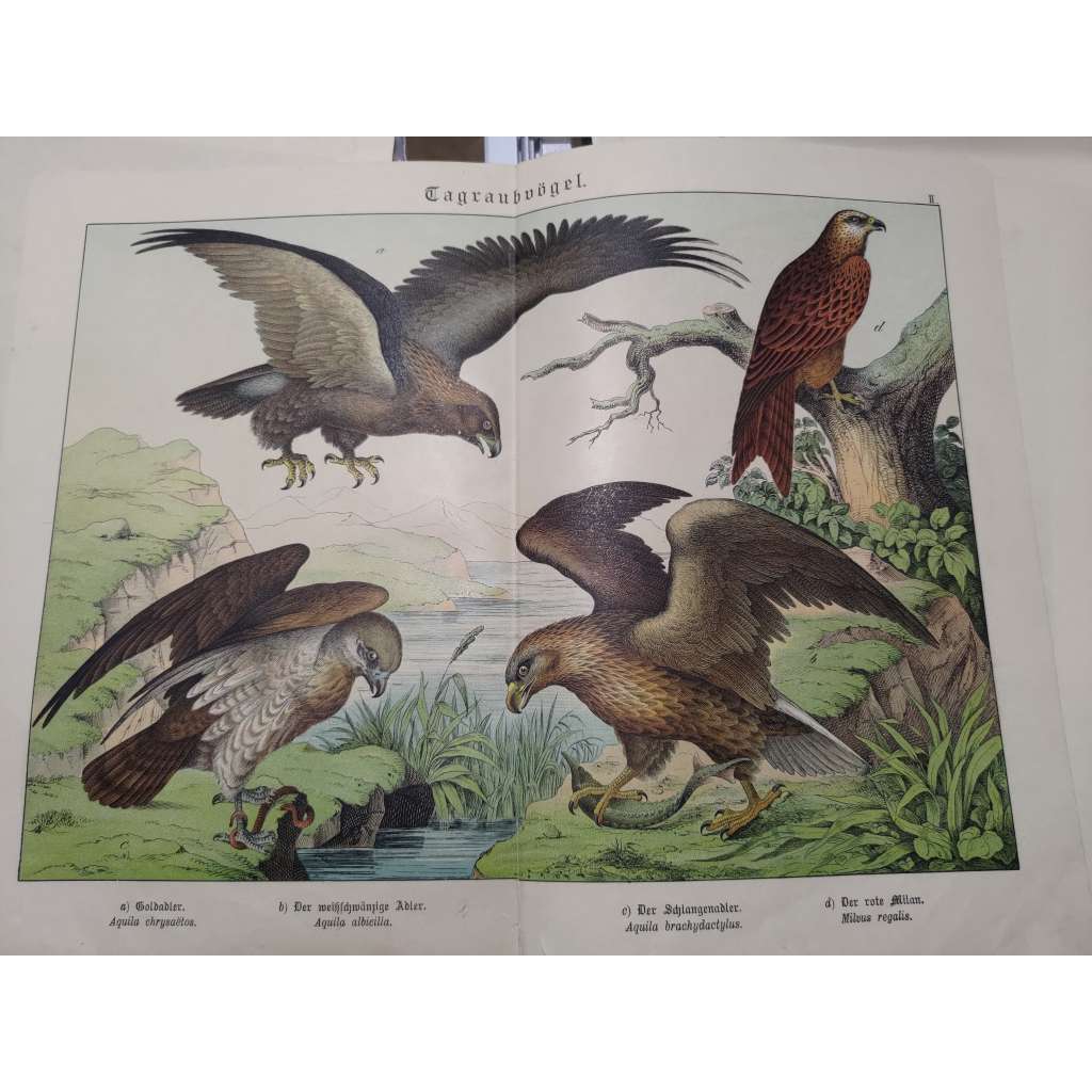 Denní dravci - Orel skalní, Orel mořský, Orlík krátkoprstý, Luňák červený