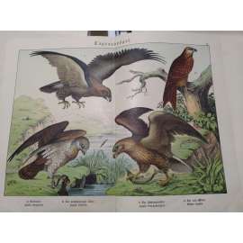 Denní dravci - Orel skalní, Orel mořský, Orlík krátkoprstý, Luňák červený Denní dravci - Orel skalní, Orel mořský, Orlík krátkoprstý, Luňák červený