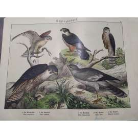 Denní dravci - Ostříž lesní, Sokol stěhovavý, Poštolka obecná, Krahujec obecný, Jestřáb zpěvný