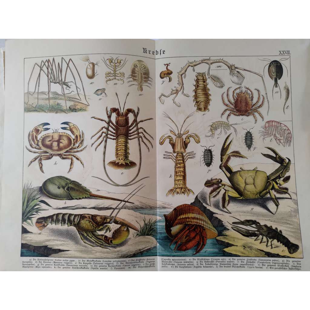 Korýši - Velepavoukovec obrovský, Krab německý, Humr evropský, Ostrorep americký, Rak říční, Krab pobřežní, Rak poustevníček, Strašek, Velrybí veš, Stínky a svinky, Listonoh letní