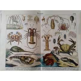 Korýši - Velepavoukovec obrovský, Krab německý, Humr evropský, Ostrorep americký, Rak říční, Krab pobřežní, Rak poustevníček, Strašek, Velrybí veš, Stínky a svinky, Listonoh letní