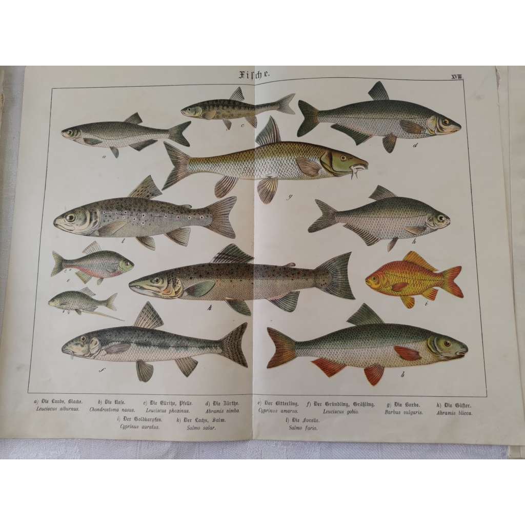 Ryby - Ouklej obecná, Střevle potoční, Podoustev říční, Karas zlatý, Losos obecný, Hrouzek obecný, Parma obecná, Cejnek malý, Pstruh potoční