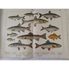 Ryby - Ouklej obecná, Střevle potoční, Podoustev říční, Karas zlatý, Losos obecný, Hrouzek obecný, Parma obecná, Cejnek malý, Pstruh potoční