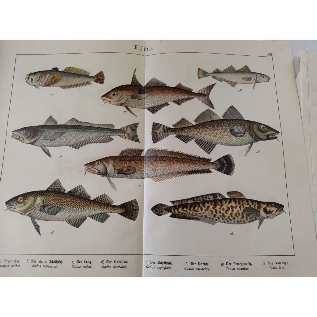 Ryby - Nebehled obecný, Štítkozubec obecný, Mník mořský, Treska obecná, Treska malá, Mník jednovousý