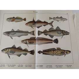 Ryby - Nebehled obecný, Štítkozubec obecný, Mník mořský, Treska obecná, Treska malá, Mník jednovousý