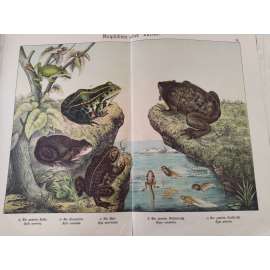 Obojživelníci - Ropucha obecná, Ropucha krátkonohá, Pipa americká, Skokan zelený, Rosnička zelená