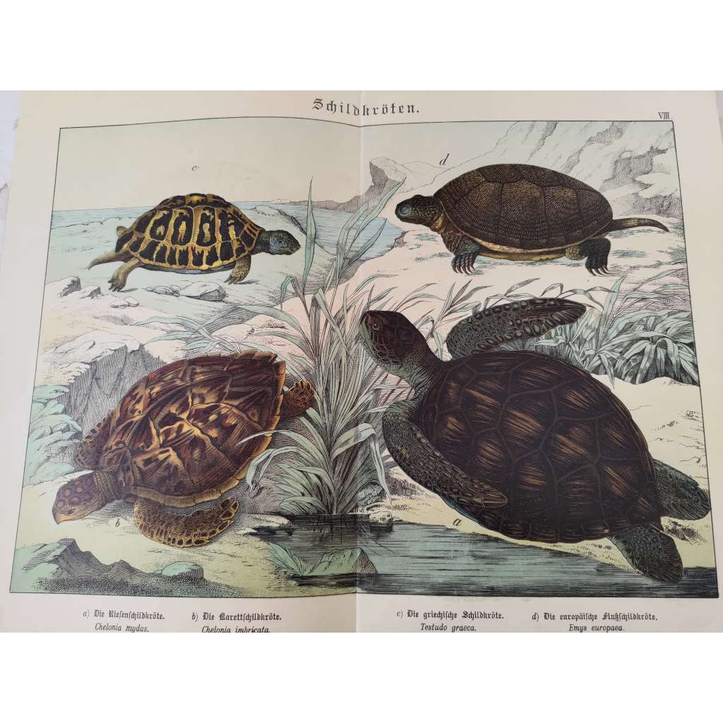 Želvy - Kareta obrovská, Kareta pravá, Želva žlutohnědá, Želva bahenní