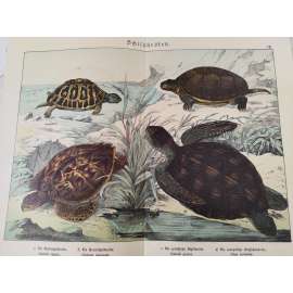 Želvy - Kareta obrovská, Kareta pravá, Želva žlutohnědá, Želva bahenní