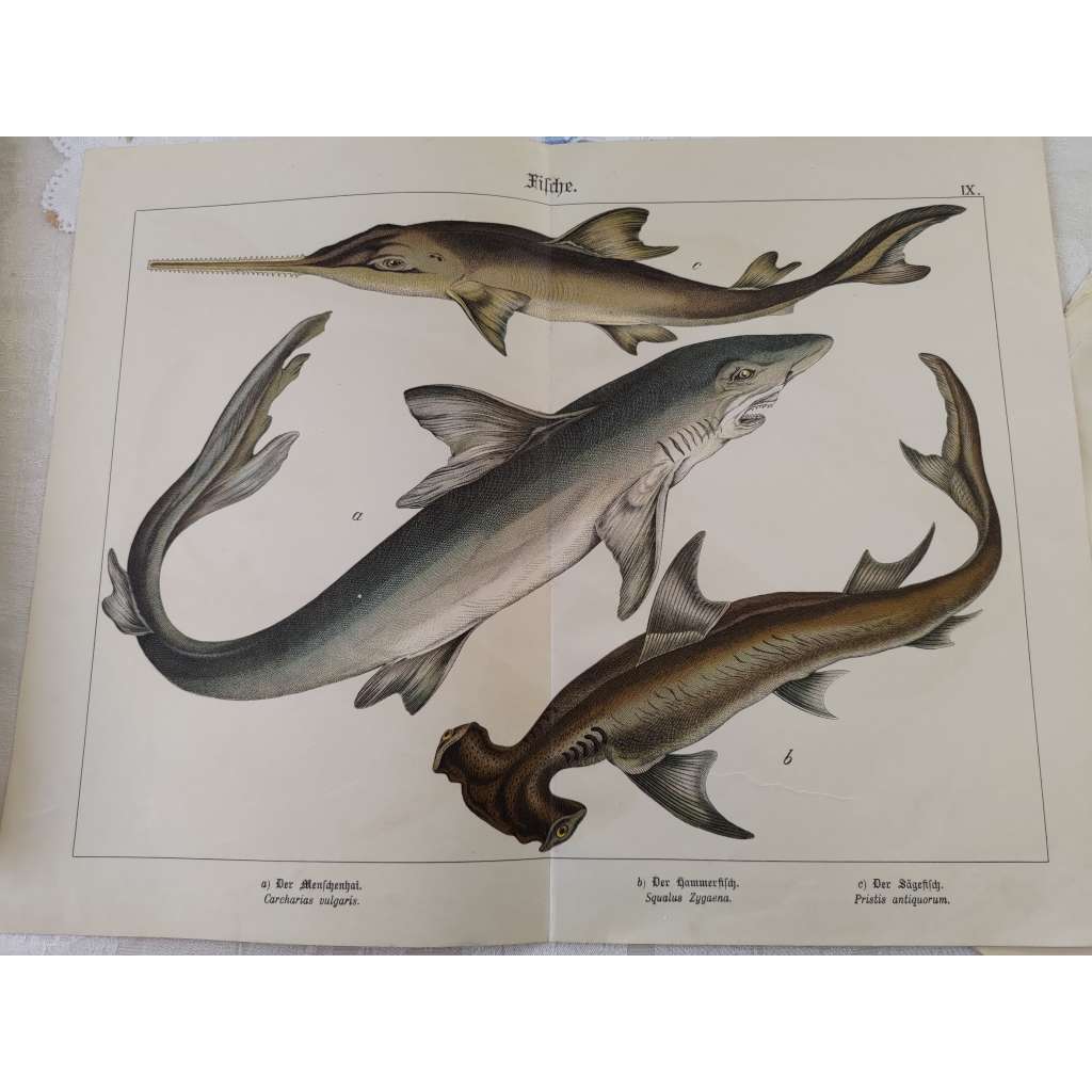 Ryby - Žralok bílý, Kladivoun obecný, Pila obecná