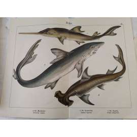 Ryby - Žralok bílý, Kladivoun obecný, Pila obecná