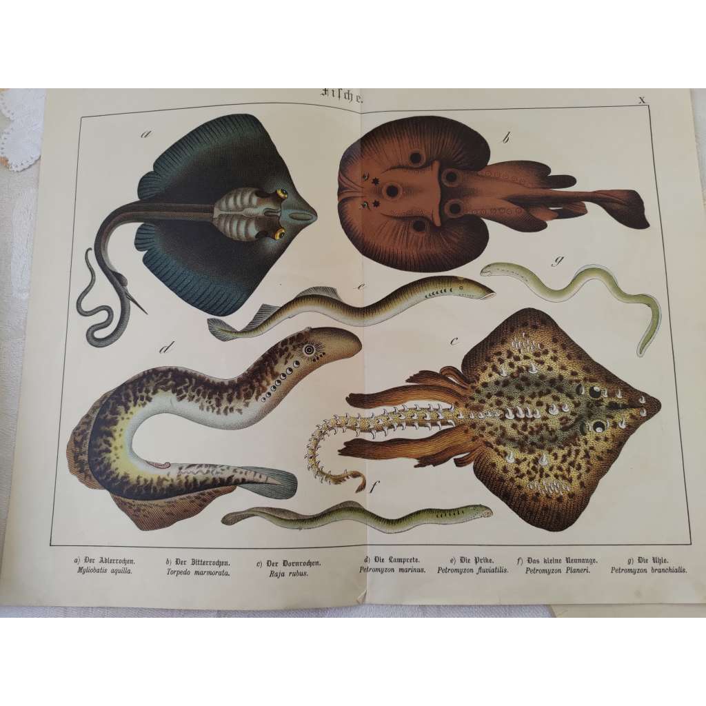 Ryby - Siba obecná, Parejnok elektrický, Rejnok ostnatý, Mihule mořská, Mihule říční, Mihule potoční