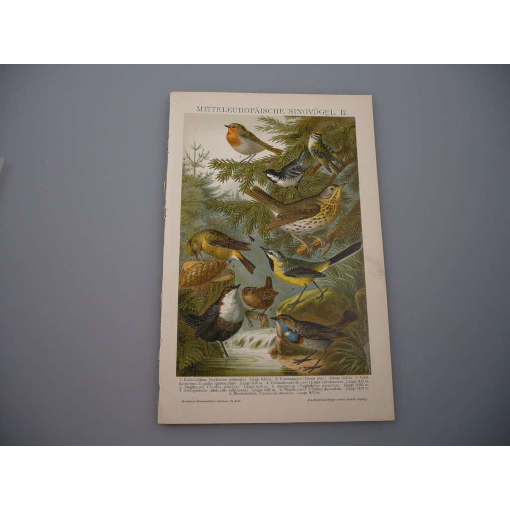 Středoevropští zpěvní ptáci II (barevná chromolitografie)