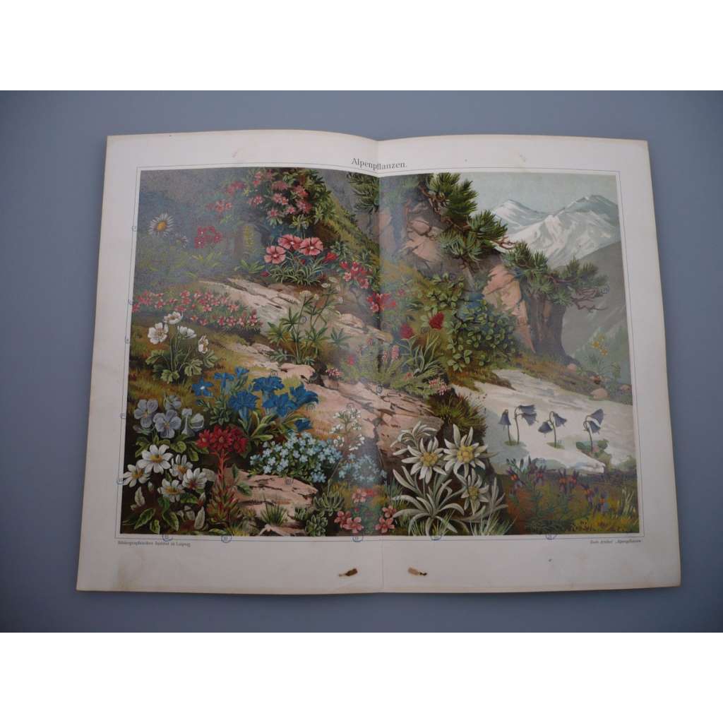 Alpské rostliny (barevná chromolitografie)