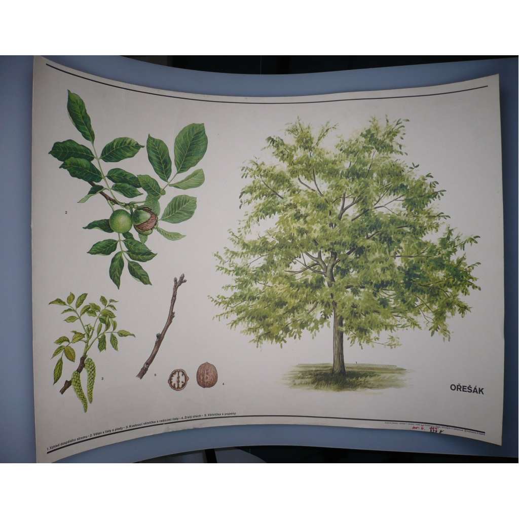 Ořešák - ořech - strom - přírodopis - školní plakát - výukový obraz