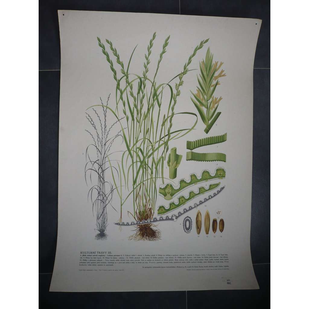 Jílek ozimový a anglický, kulturní trávy, rostliny, byliny - přírodopis - školní plakát, výukový obraz