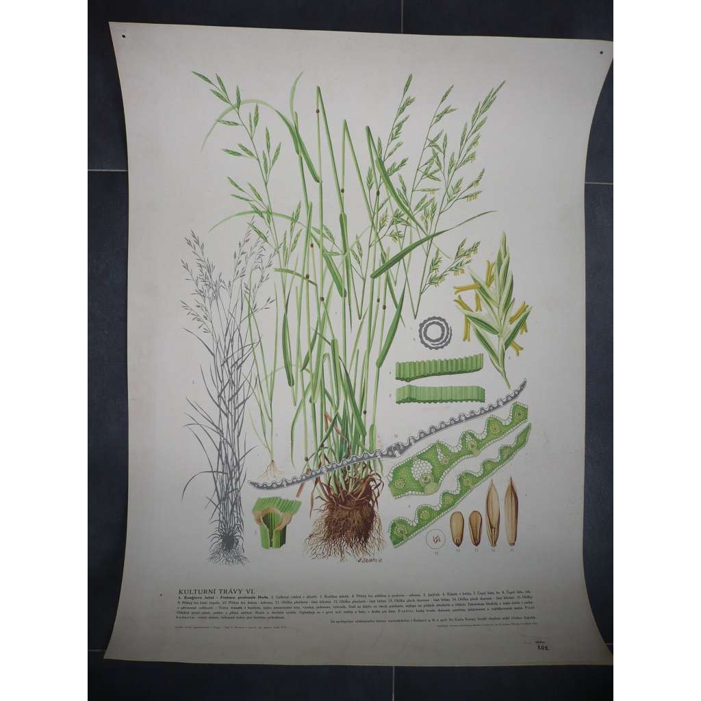 Kostřava luční, kulturní trávy, rostliny, byliny - přírodopis - školní plakát, výukový obraz