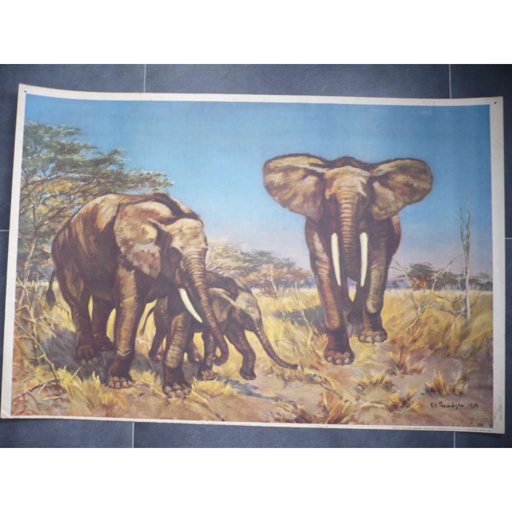 Slon africký - vlastivěda - školní plakát