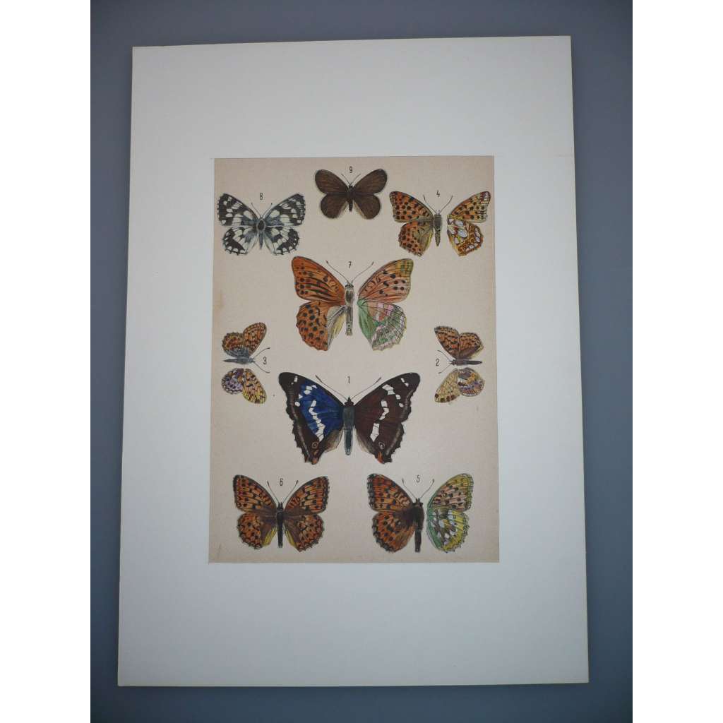 Motýli, můry - Kolorovaná litografie, grafika