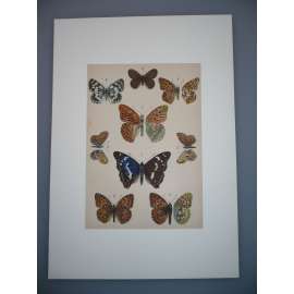 Motýli, můry - Kolorovaná litografie, grafika