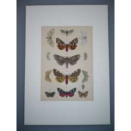 Motýli a můry - Kolorovaná litografie, grafika