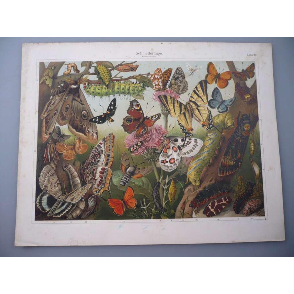 Motýl motýli [grafika, chromolitografie, cca 1890]