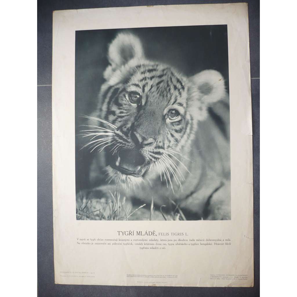 Tygří mládě, Tygr - přírodopis - školní plakát, výukový obraz z cyklu Fotografie ze světa zvířat