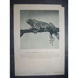Leguán americký - přírodopis - školní plakát, výukový obraz z cyklu Fotografie ze světa zvířat
