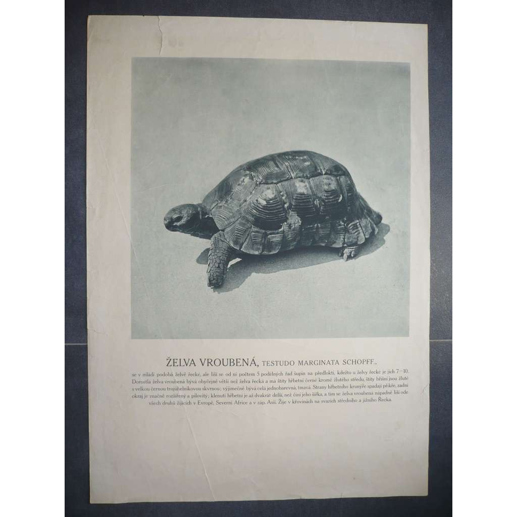 Želva vroubená - přírodopis - školní plakát, výukový obraz z cyklu Fotografie ze světa zvířat