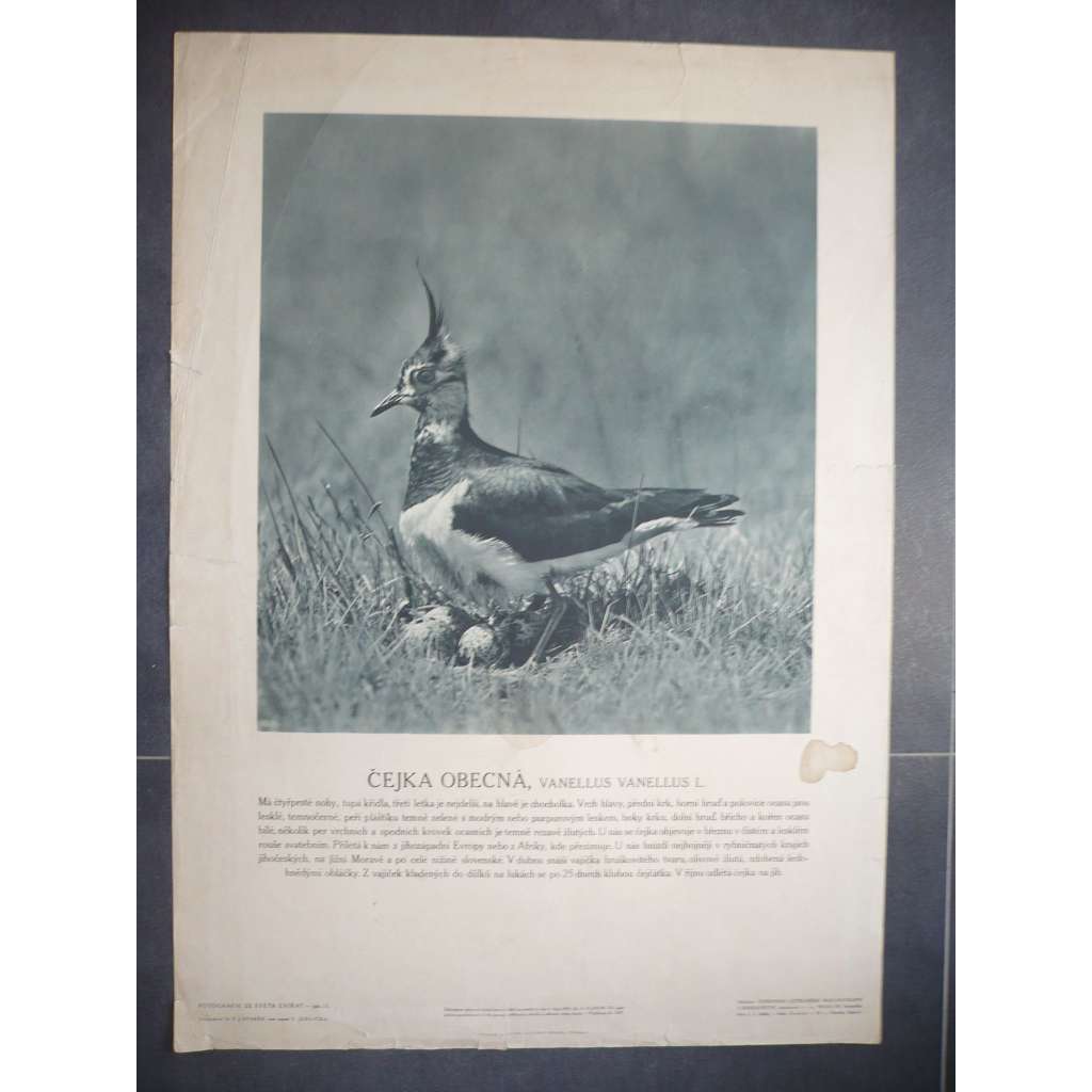 Čejka obecná - přírodopis - školní plakát, výukový obraz z cyklu Fotografie ze světa zvířat