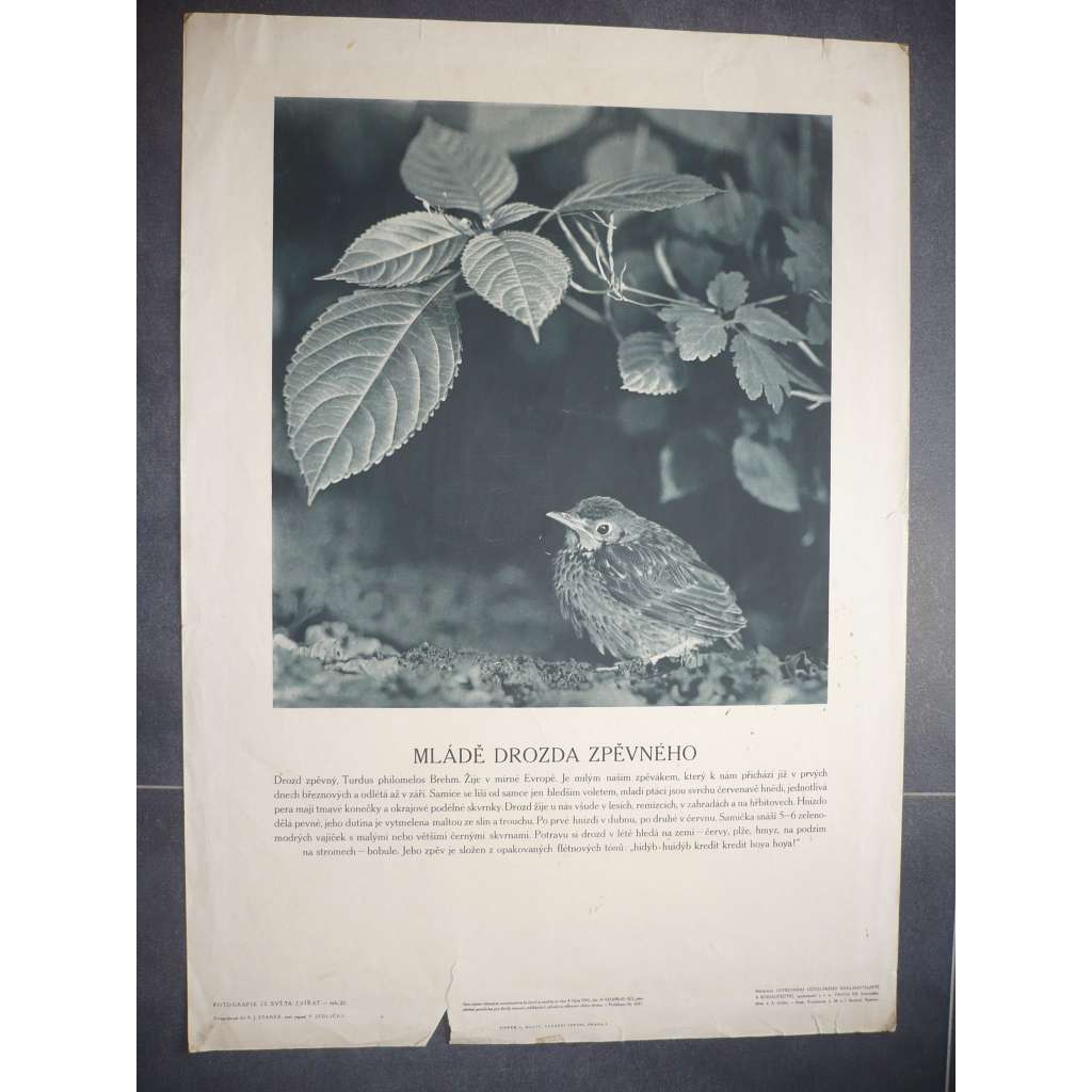 Mládě Drozda zpěvného - přírodopis - školní plakát, výukový obraz z cyklu Fotografie ze světa zvířat
