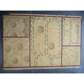 Protoplasma, rostlinná buňka - přírodopis - školní plakát, výukový obraz