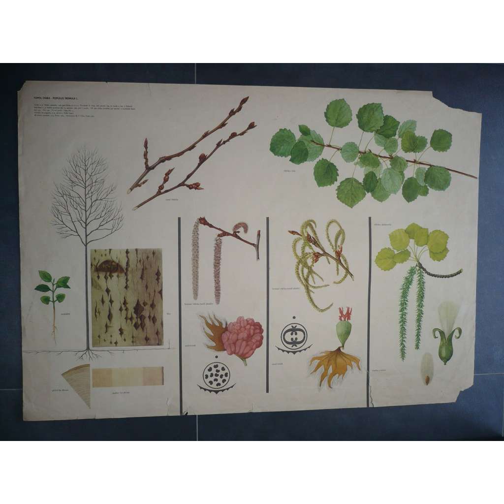 Topol osika - strom - přírodopis - školní plakát, výukový obraz