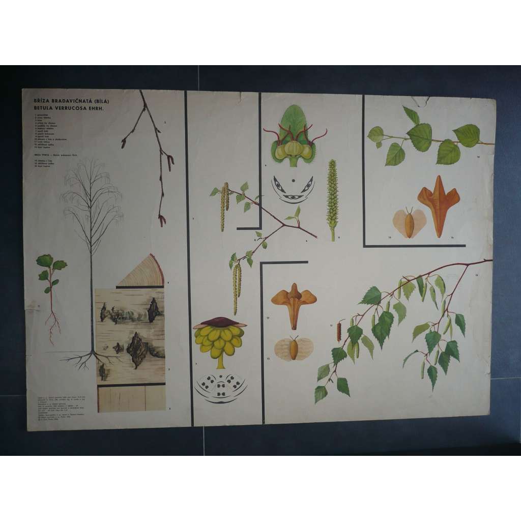 Bříza bradavičnatá bílá - strom - přírodopis - školní plakát, výukový obraz