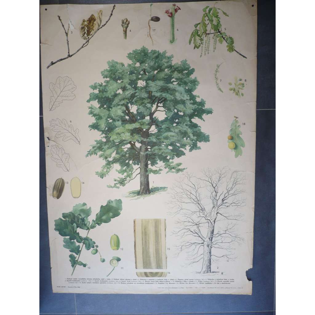 Dub letní - přírodopis - školní plakát, výukový obraz