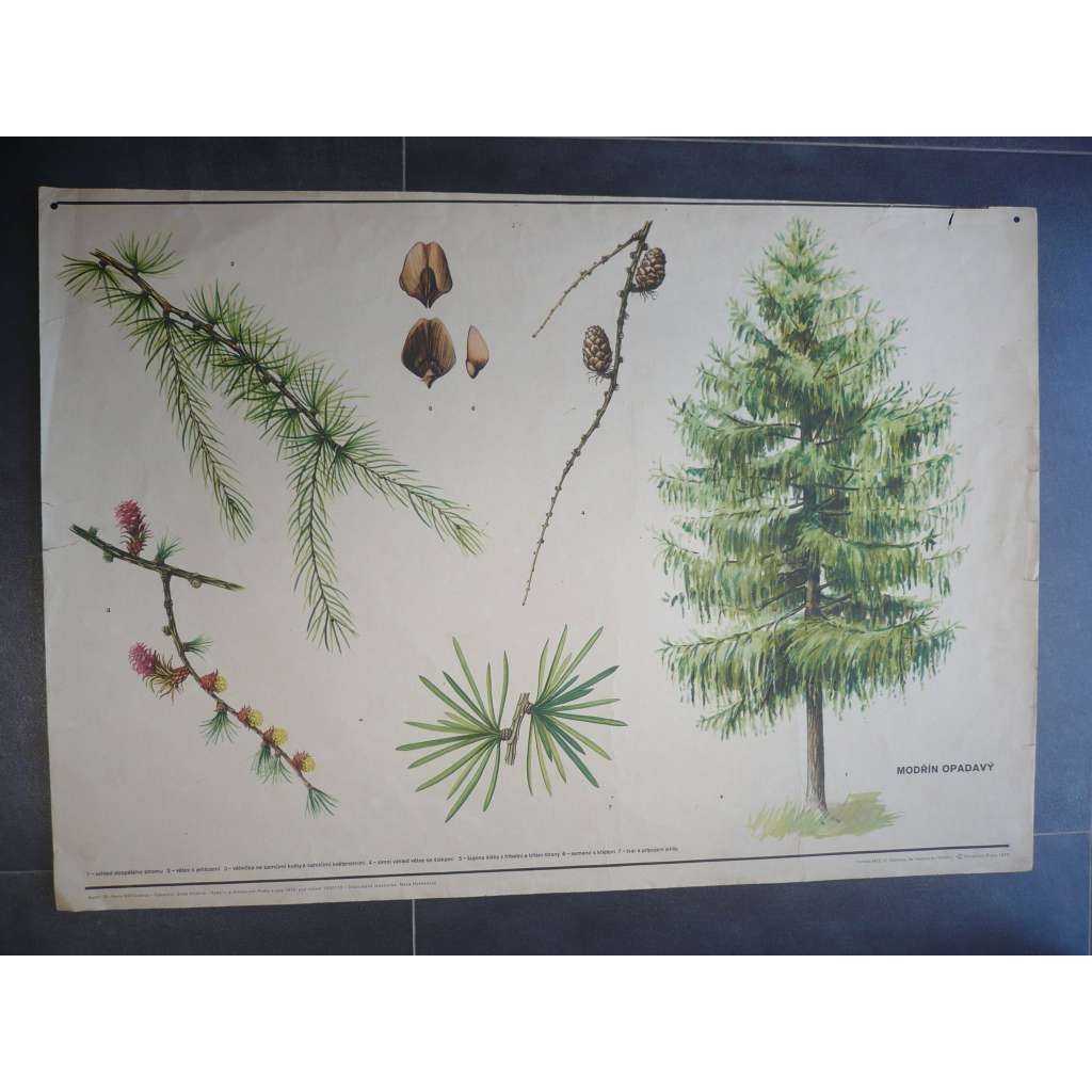 Modřín opadavý - strom - přírodopis - školní plakát, výukový obraz