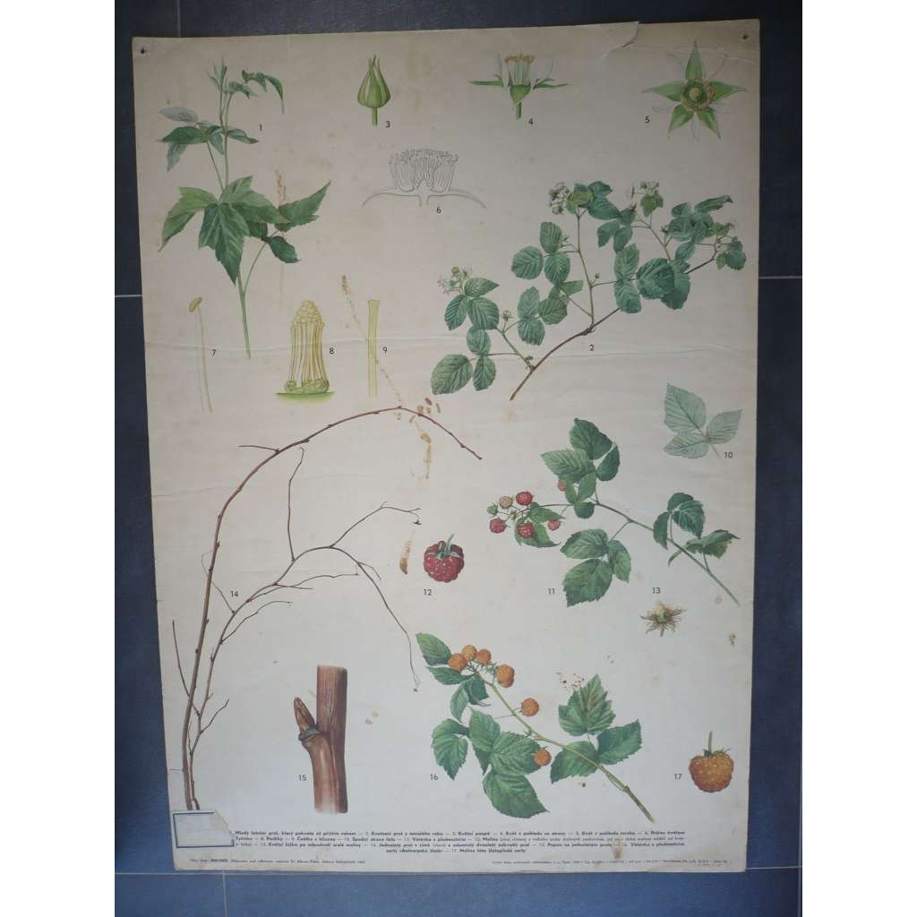 Maliník (malina, rostlina) - přírodopis - školní plakát, výukový obraz