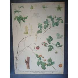 Maliník (malina, rostlina) - přírodopis - školní plakát, výukový obraz