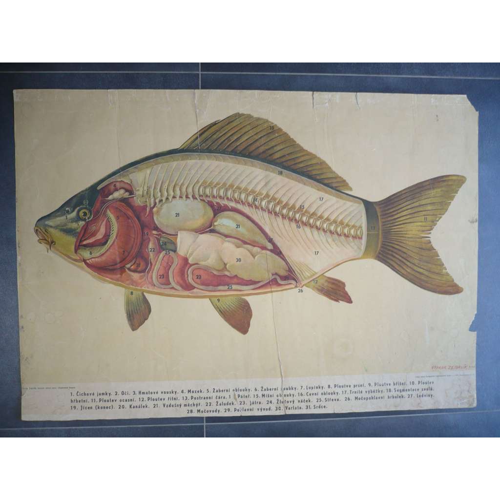 Kapr anatomie kapra - ryba - přírodopis - školní plakát, výukový obraz