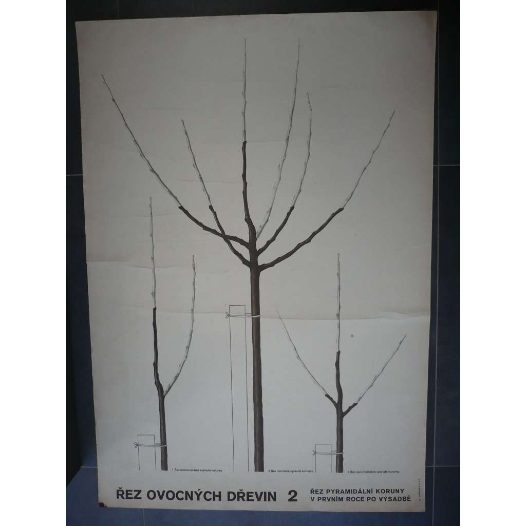 Řez ovocných dřevin 2 - přírodopis - školní plakát, výukový obraz