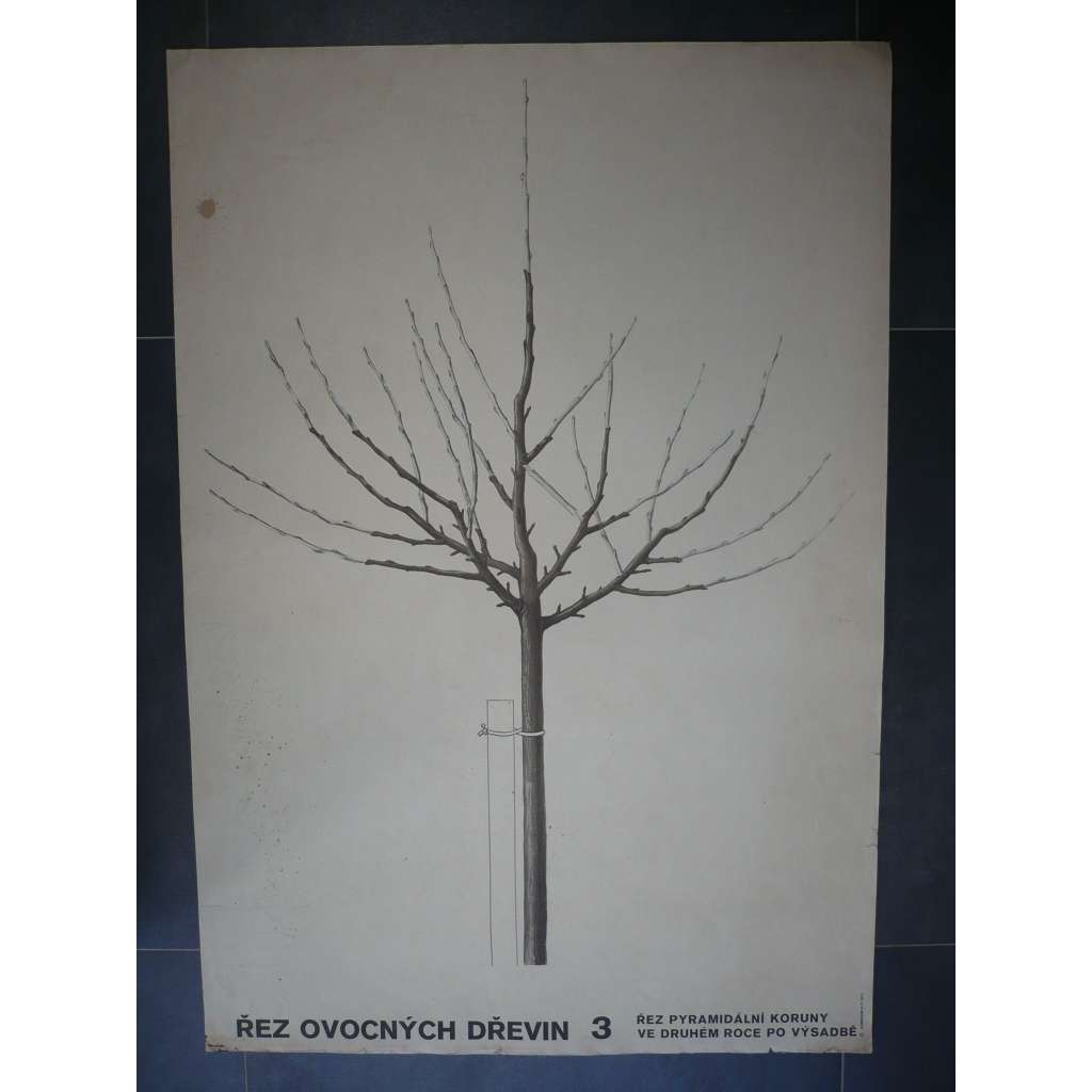 Řez ovocných dřevin 3 - přírodopis - školní plakát, výukový obraz