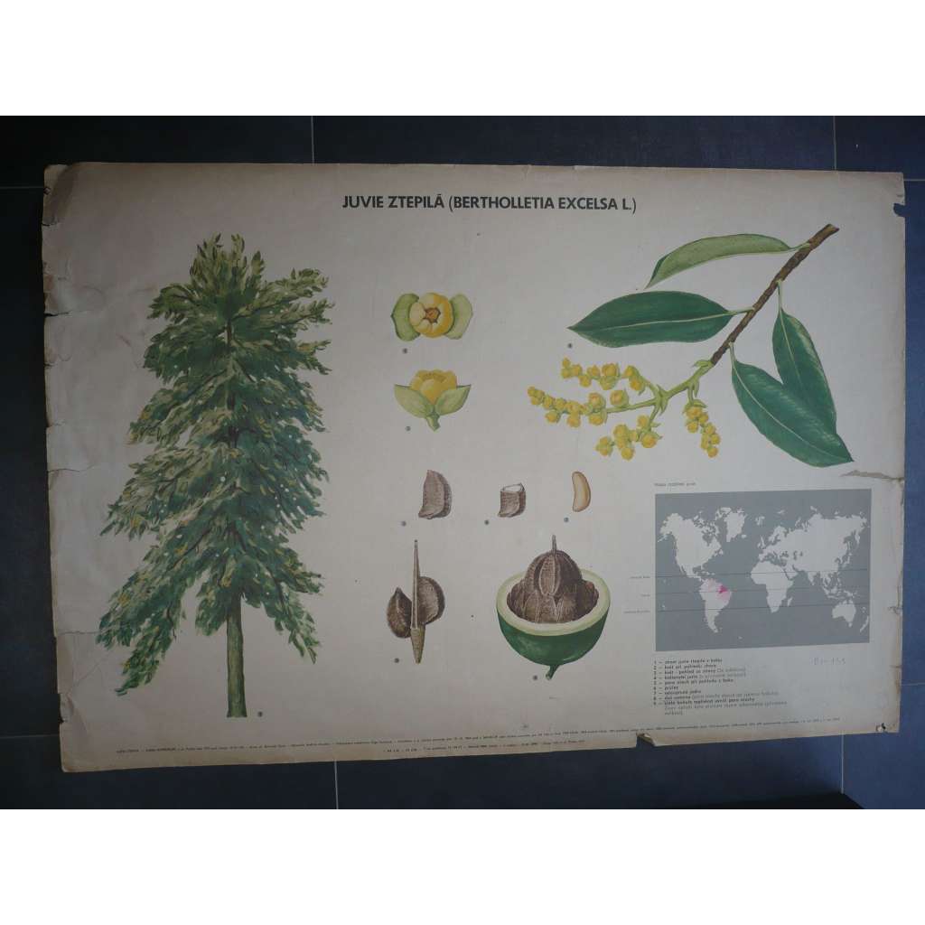 Juvie ztepilá - strom, přírodopis - školní plakát, výukový obraz