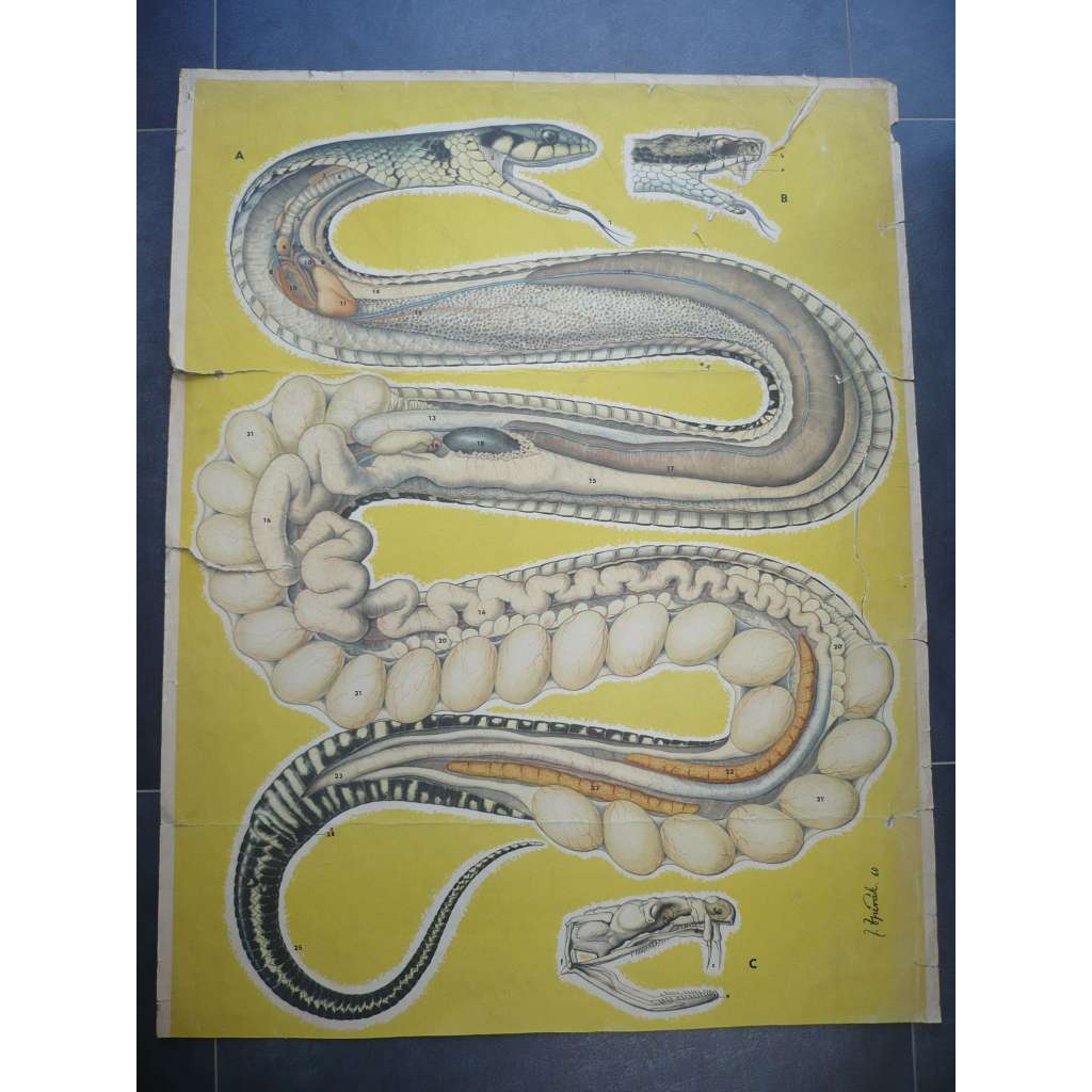 Had, plaz, plazi - přírodopis - školní plakát, výukový obraz