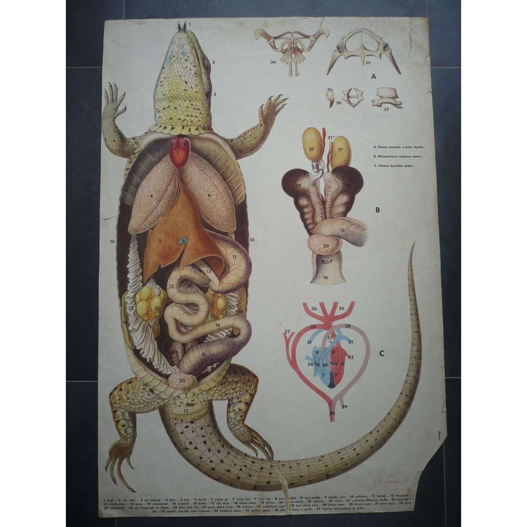 Ještěrka - anatomie - přírodopis - školní plakát, výukový obraz