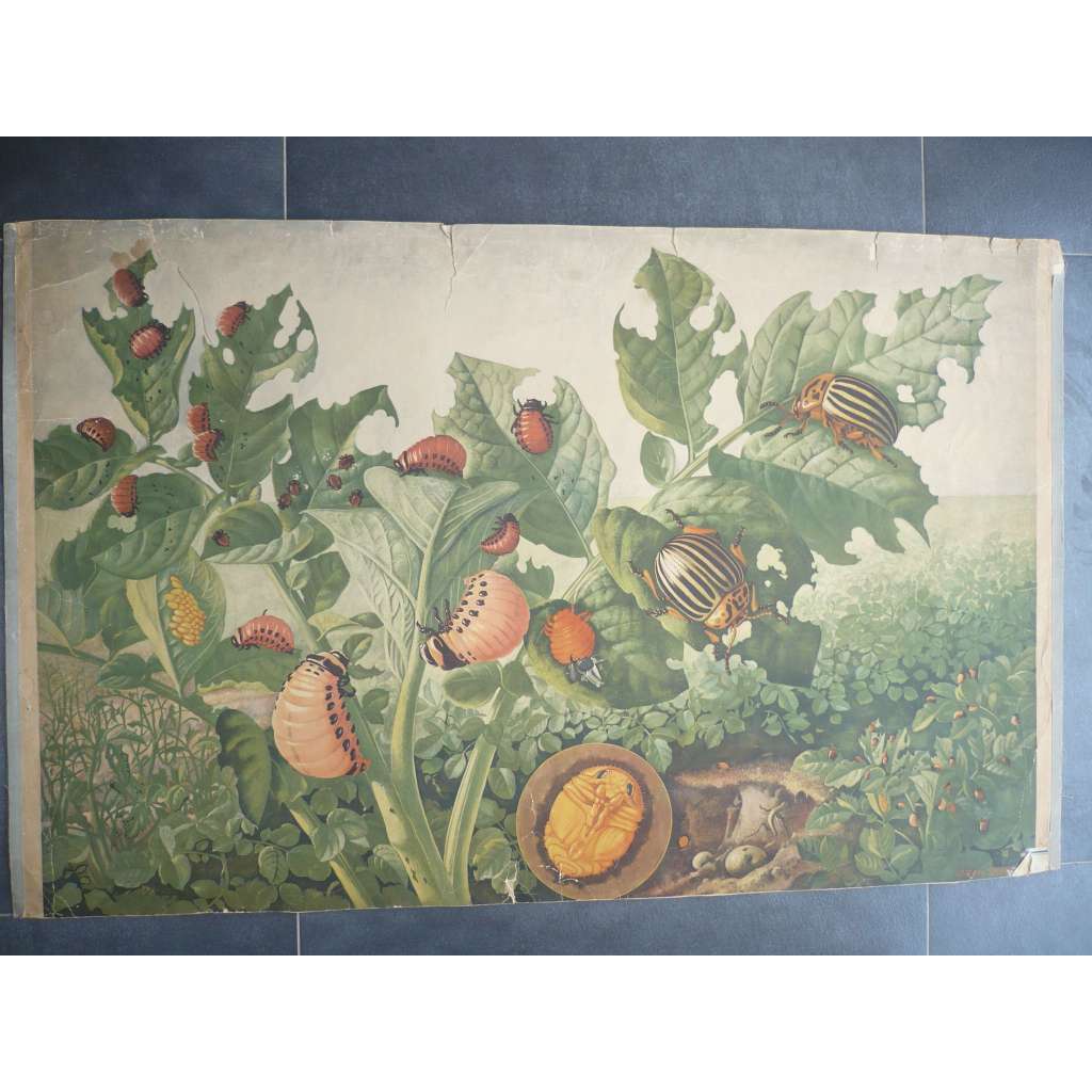 Mandelinka bramborová - přírodopis - školní plakát, výukový obraz