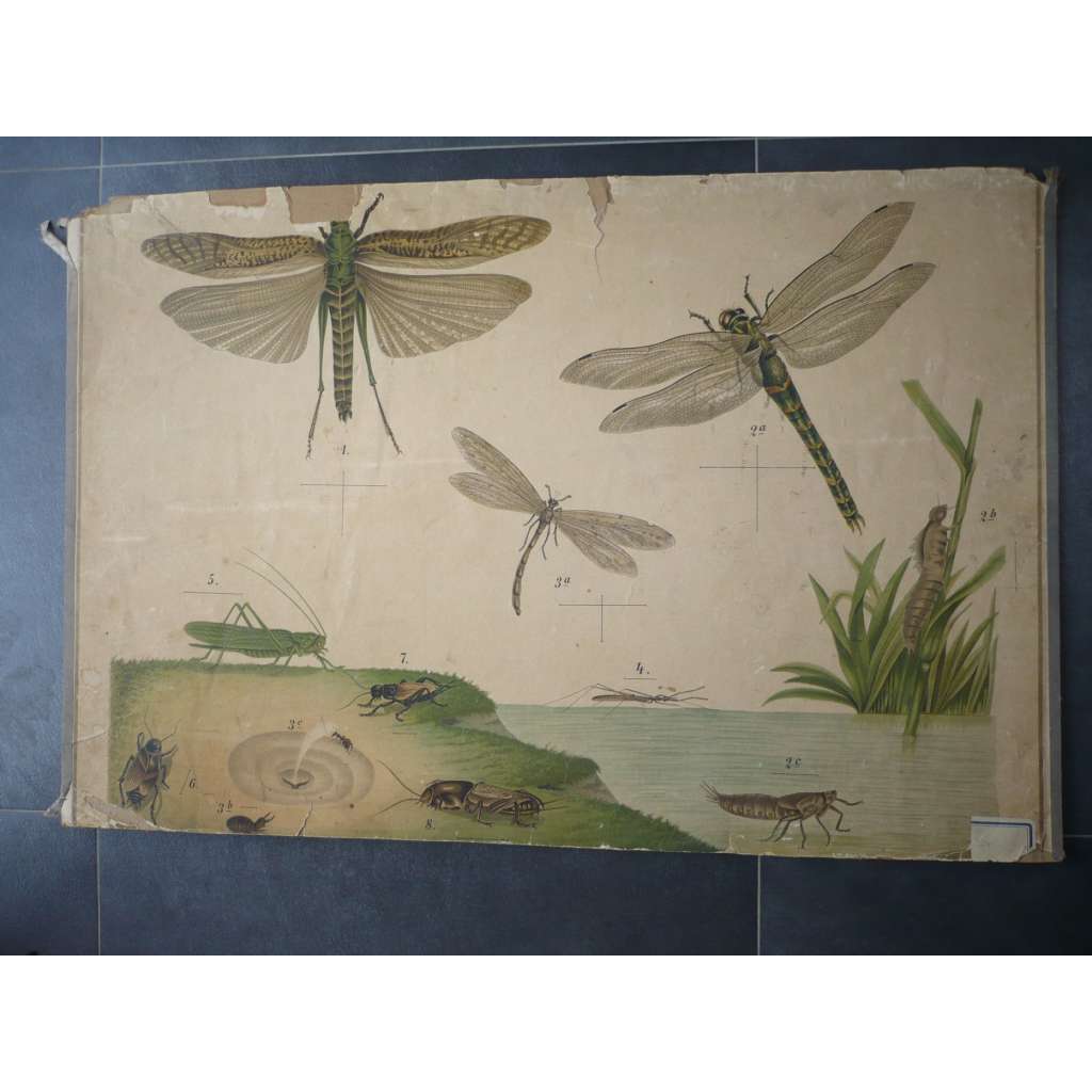 Hmyz - brouci, vážka - přírodopis - školní plakát, výukový obraz