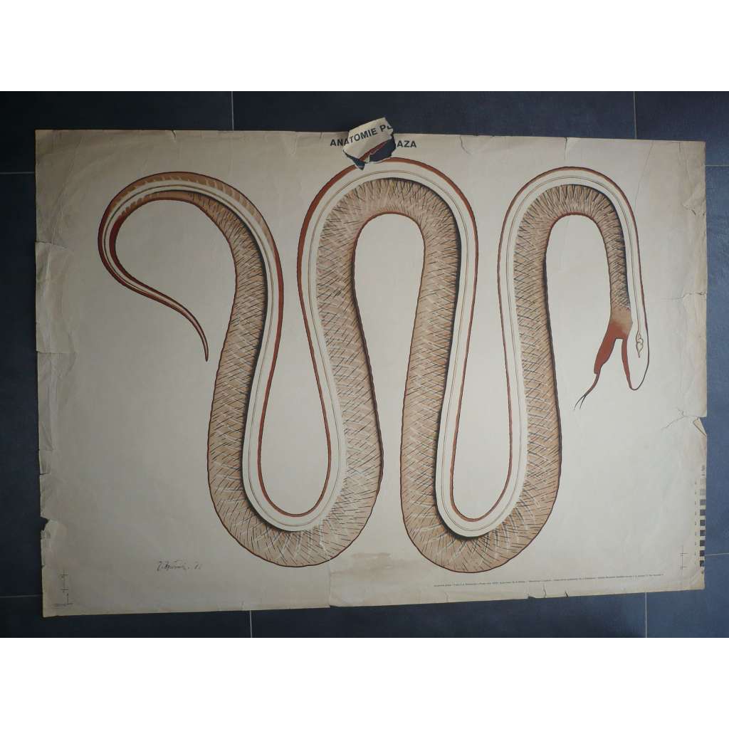 Anatomie plaza, plaz, had - přírodopis - školní plakát, výukový obraz