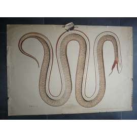 Anatomie plaza, plaz, had - přírodopis - školní plakát, výukový obraz