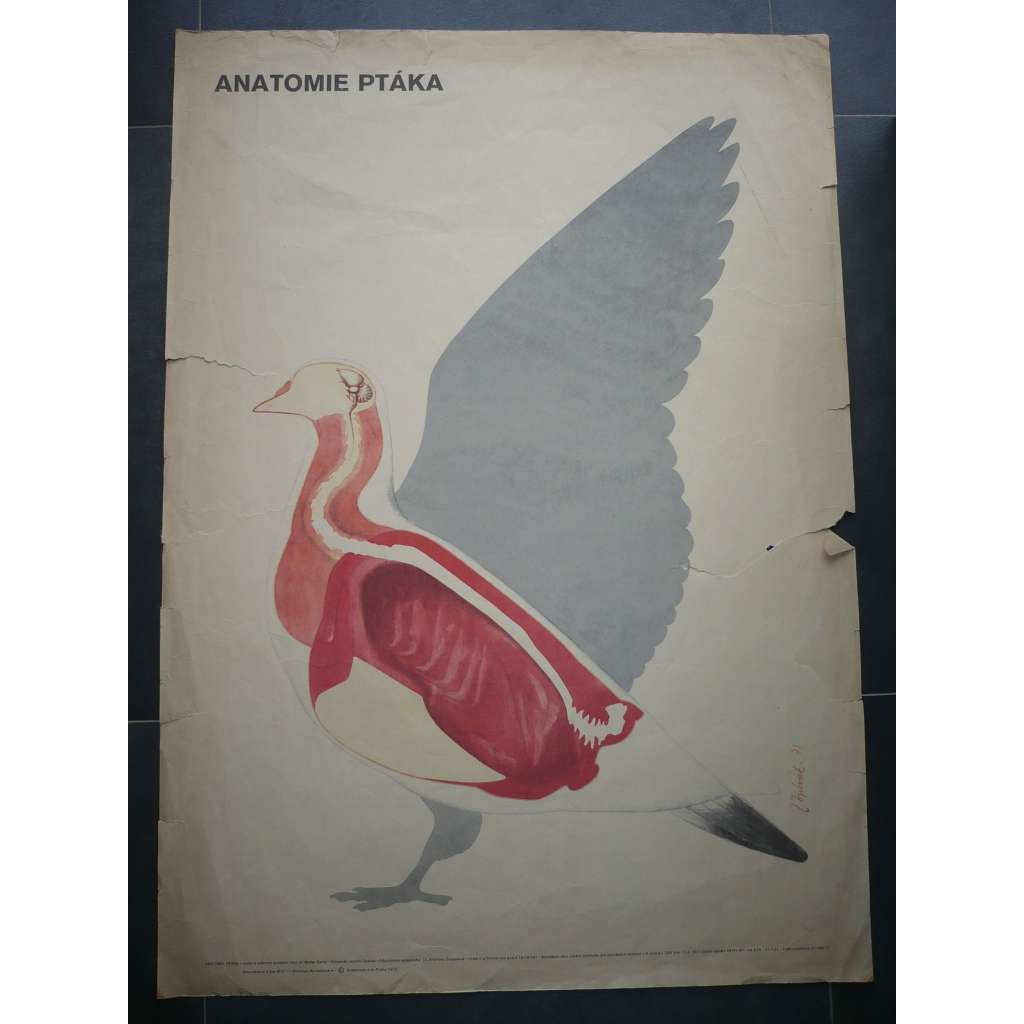 Anatomie ptáka, pták - přírodopis - školní plakát, výukový obraz