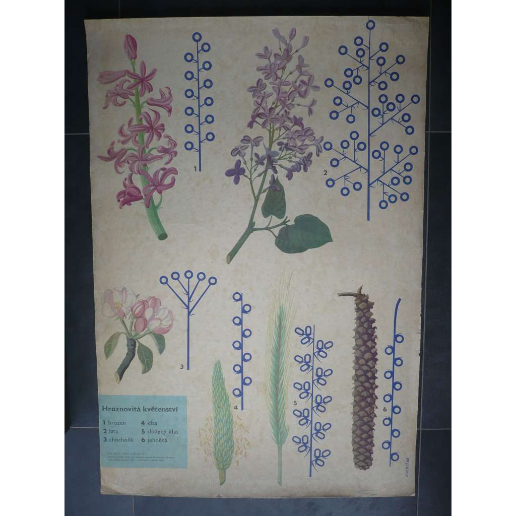 Hroznovitá květenství - přírodopis - školní plakát, výukový obraz